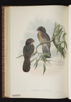 Wallace's Owlet-Nightjar plate 39