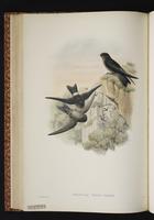 Australian Swiftlet plate 38