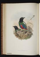Hooded Pitta plate 37