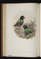 Hooded Pitta plate 36