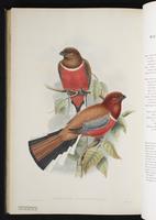 Surucua trogon plate 44