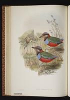 Red-bellied Pitta plate 35