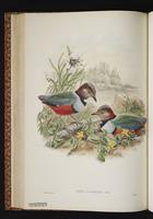 Red-bellied Pitta plate 34