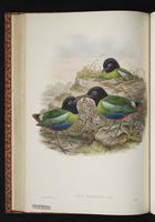 Hooded Pitta plate 33