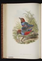 Red-bellied Pitta plate 32