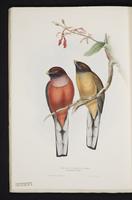 Monograph of the Trogonidae, 1:71
