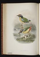 Elegant Pitta plate 31