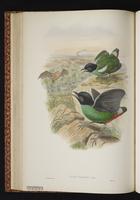 Hooded Pitta plate 30