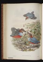Red-bellied Pitta plate 29