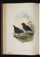 Lesser Melampitta plate 28