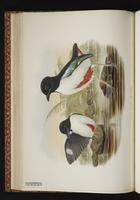 Ivory-breasted Pitta plate 27