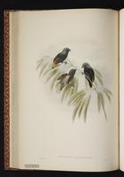 Black-breasted Mannikin, Mottled Munia plate 26