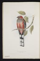 Monograph of the Trogonidae, 1:67