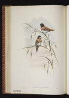 Red-backed Mannikin plate 25