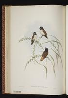 Hooded Munia plate 24