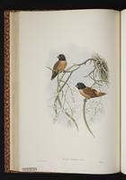 New Ireland Munia plate 23