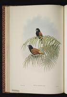 Great-billed Munia plate 22