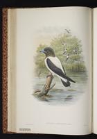 Ivory-backed Woodswallow plate 21