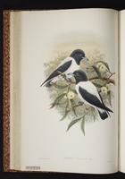 White-backed Woodswallow plate 20