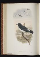 Great Woodswallow plate 19