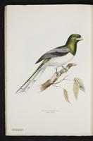 Monograph of the Trogonidae, 1:63