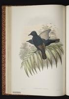 Short-tailed Starling plate 18