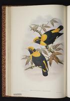 Golden Myna plate 17