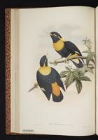 Golden Myna plate 16