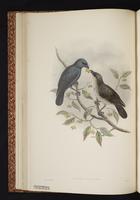 Tanimbar Starling plate 15