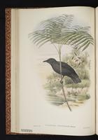 Atoll Starling plate 14