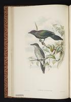 Asian Glossy Starling plate 13