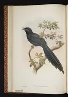 Long-tailed Starling plate 12