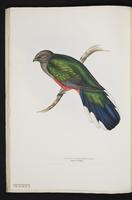 Monograph of the Trogonidae, 1:59