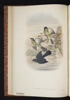 Lemon-breasted Berrypecker plate 11