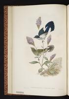 Fan-tailed Berrypecker plate 10