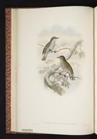 Melanocharis crassirostris plate 9