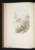 Pygmy Longbill plate 8