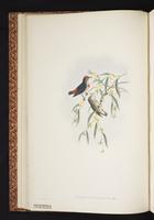 Red-capped Flowerpecker plate 6