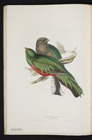 Monograph of the Trogonidae, 1:55