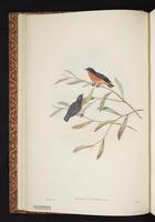 Mistletoebird plate 5