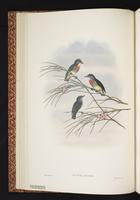 Midget Flowerpecker plate 4