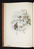 White-mottled Flowerpecker plate 3