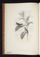 Olive-crowned Flowerpecker plate 2