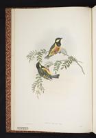 Tit Berrypecker plate 1