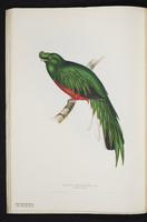 Monograph of the Trogonidae, 1:51