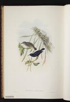 Black Myzomela plate 72