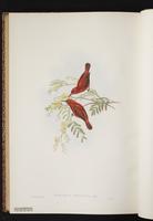 Red Myzomela plate 71