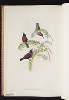 Red-collared Myzomela plate 70