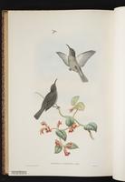 Ashy Myzomela plate 69