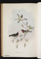 Scarlet-bibbed Myzomela plate 68